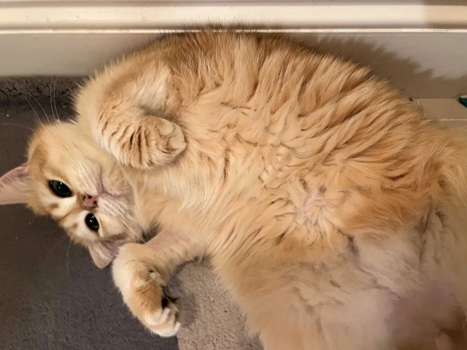 Lost cat in Diamond Bar, CA, 91765