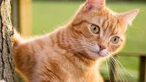 Lost cat in Toms River, NJ, 8753