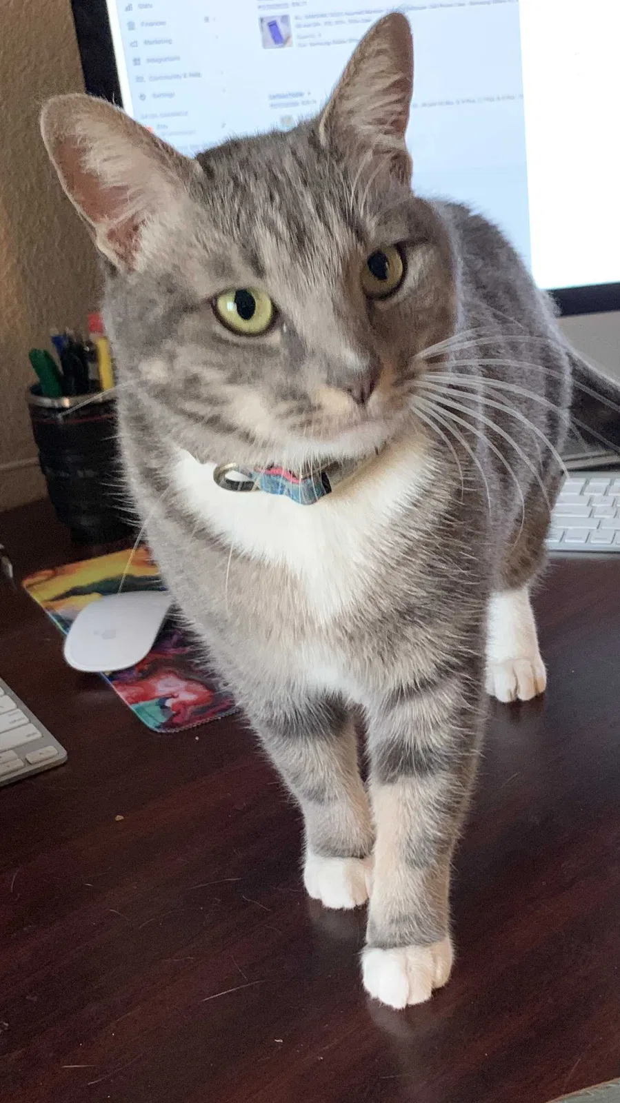 Lost cat in San Jacinto, CA, 92582