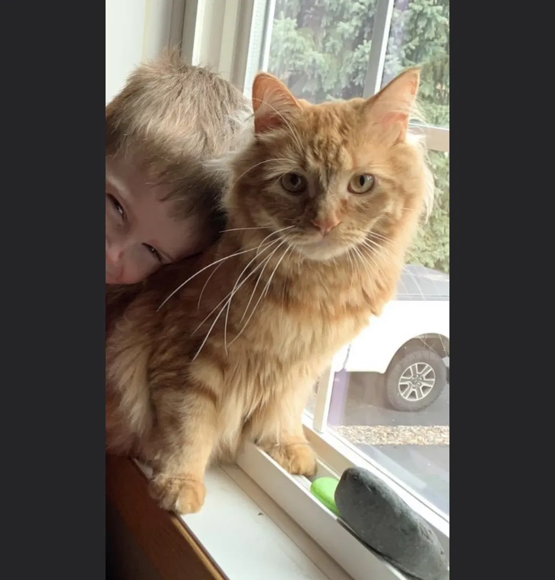 Lost cat in Elk River, MN, 55330