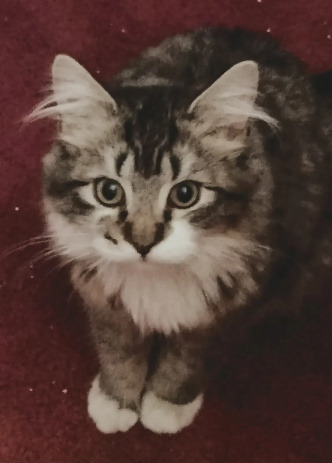 Lost cat in Fontana, CA, 92337