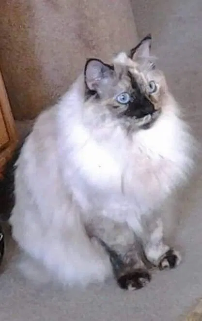 Lost cat in Lafayette, CO, 80026