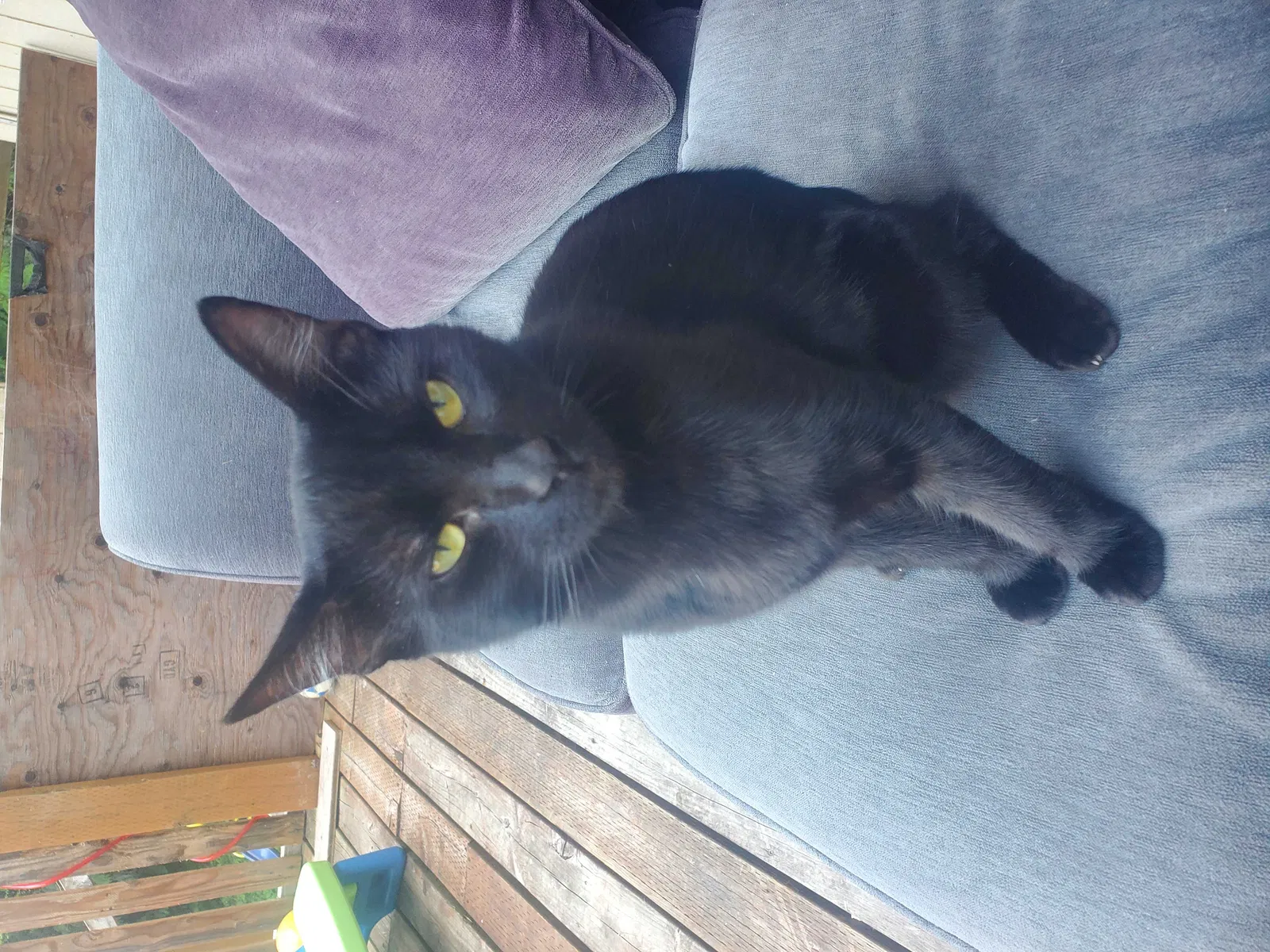 Lost cat in Belfair, WA, 98528
