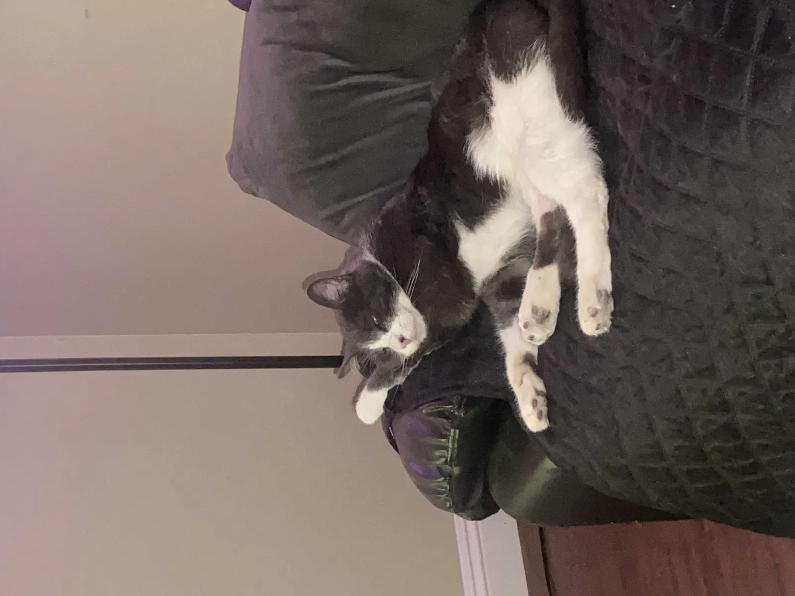 Lost cat in Victorville, CA, 92392