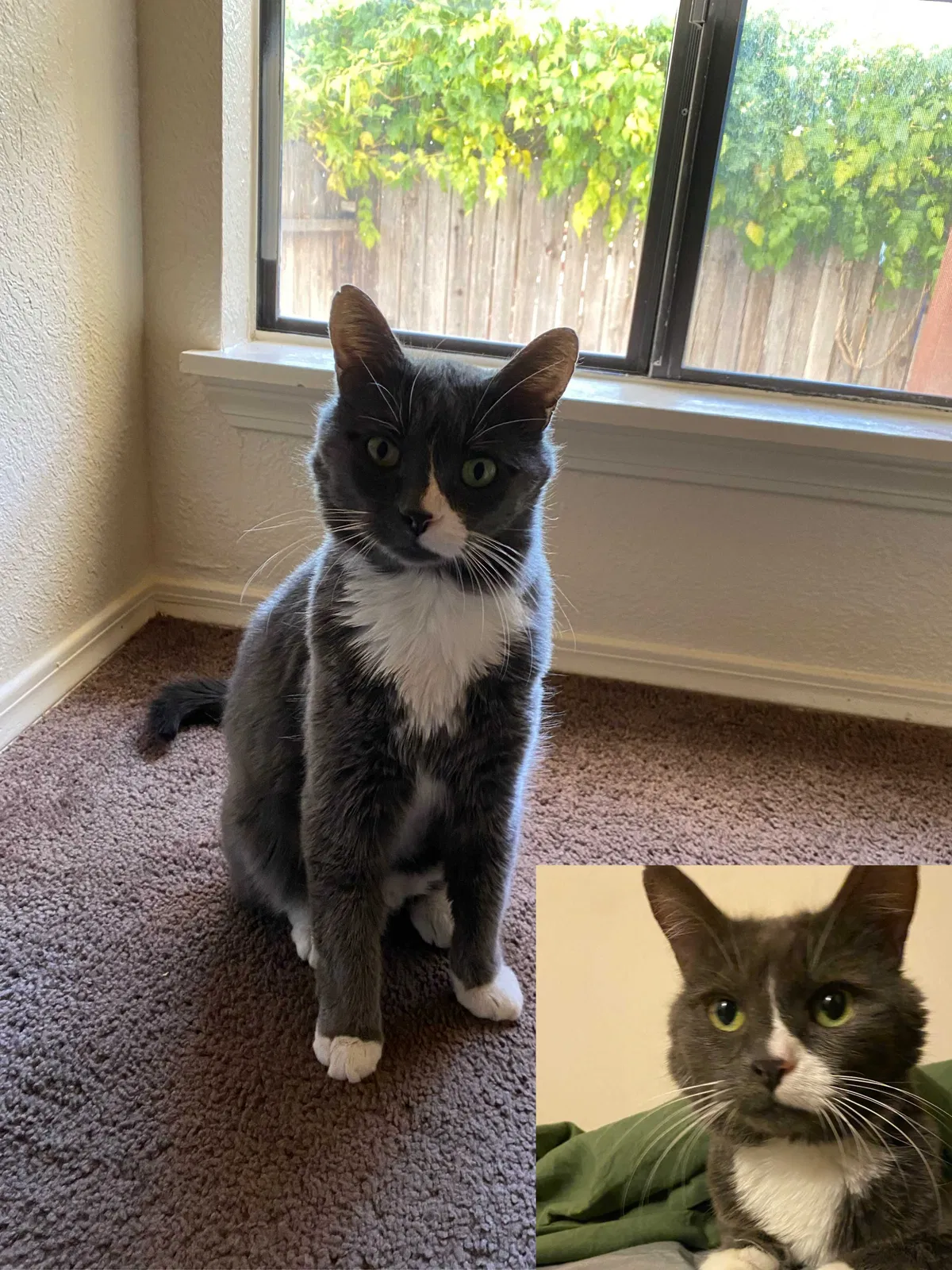 Lost cat in Albuquerque, NM, 87120