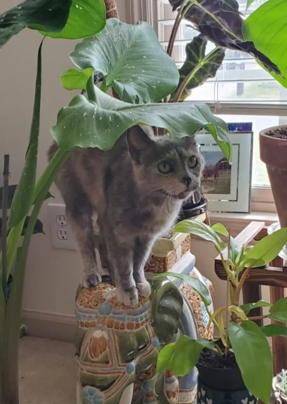 Lost cat in Colorado Springs, CO, 80925