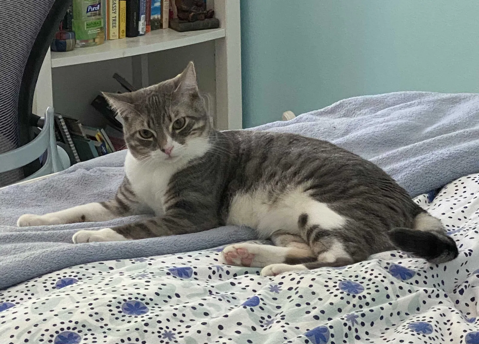 Lost cat in Lafayette, CA, 94549