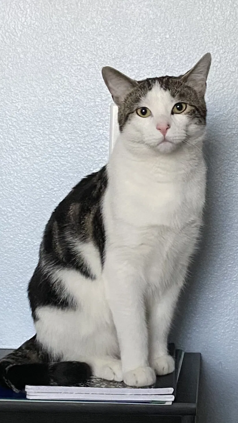 Lost cat in Rancho Cucamonga, CA, 91737