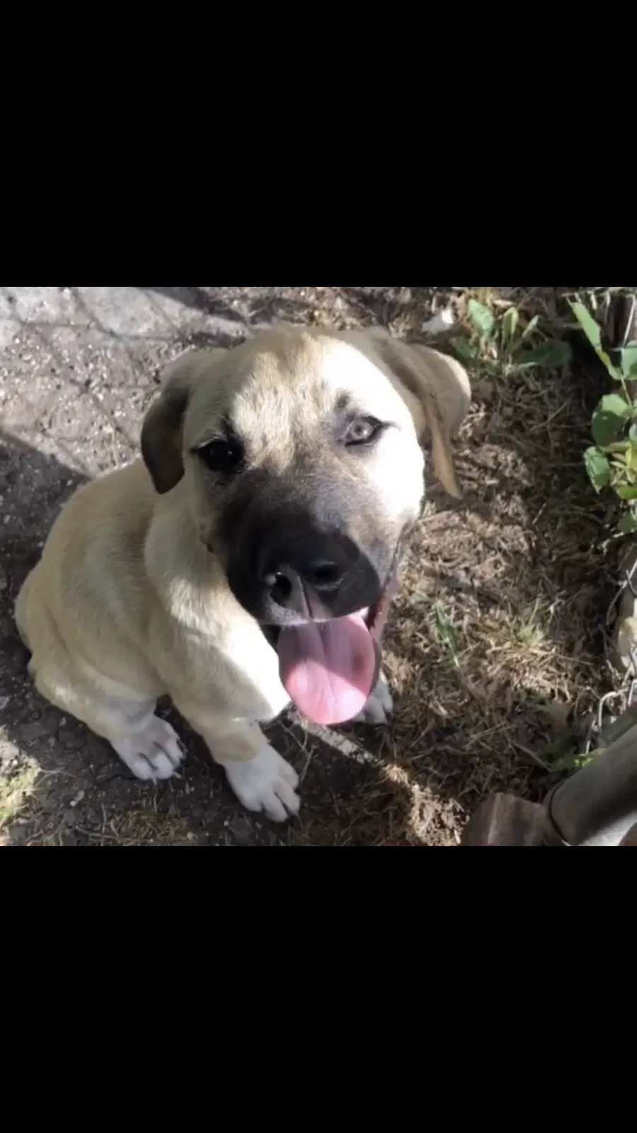 Lost dog in Garland, TX, 75040