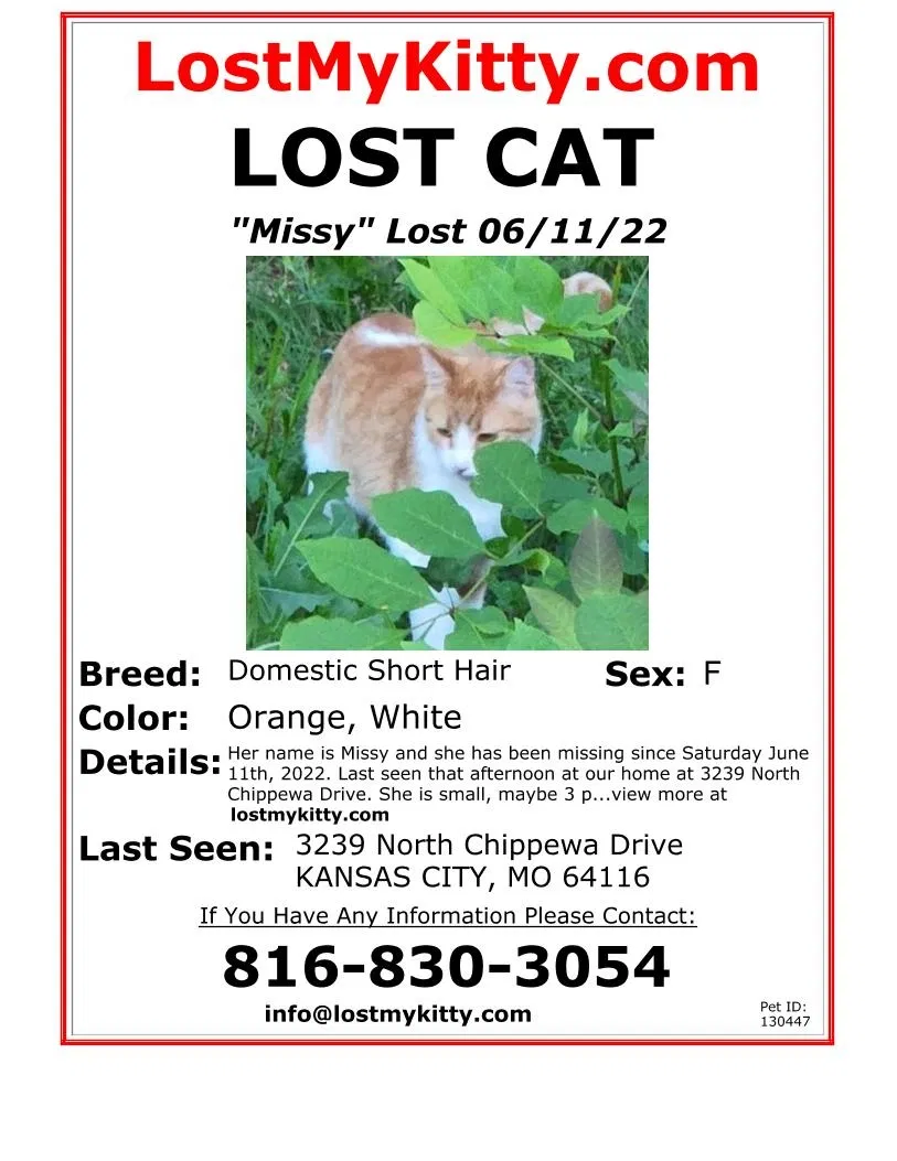 Lost cat in Kansas City, MO, 64116