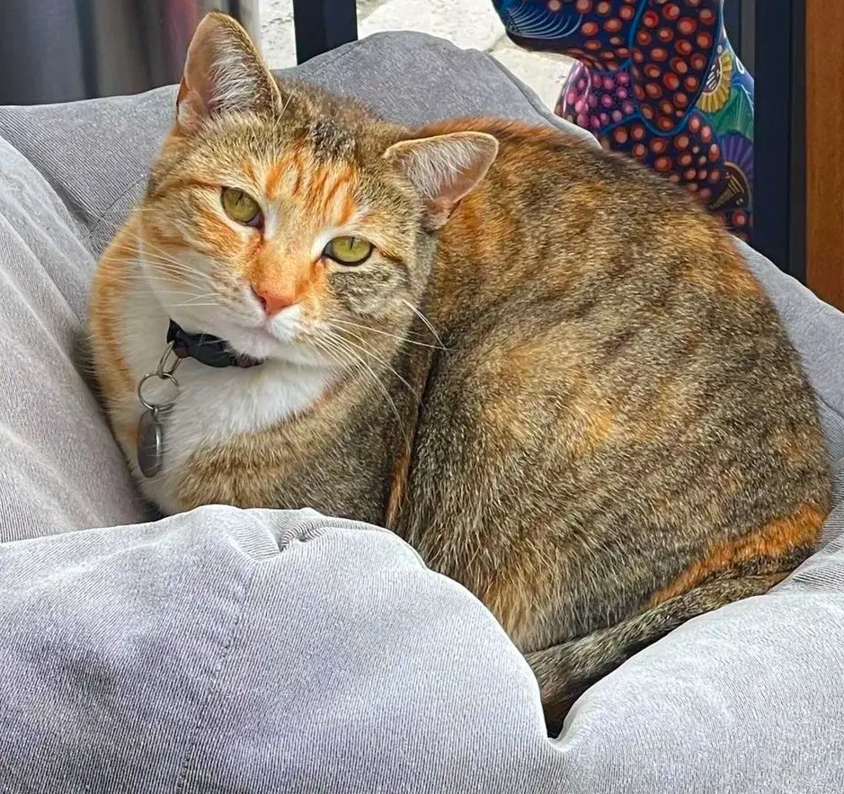 Lost cat in San Francisco, CA, 94114