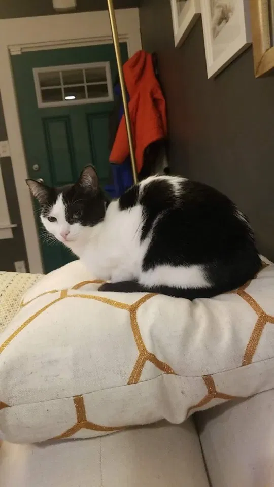 Lost cat in Papillion, NE, 68046