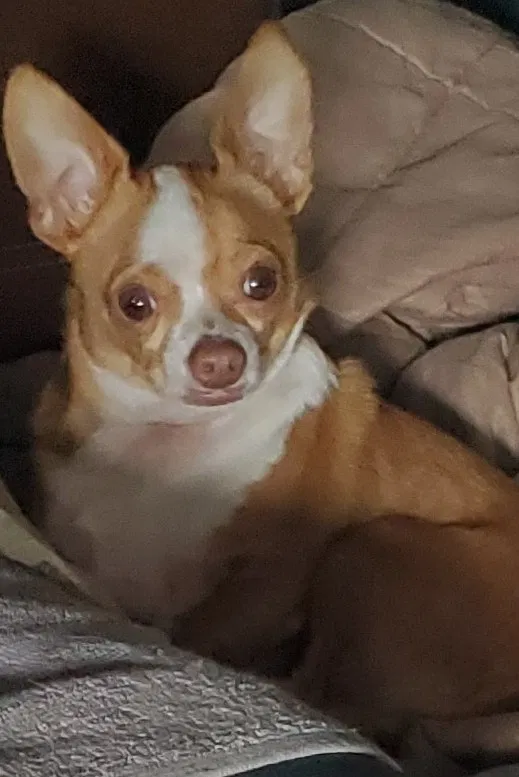 Lost dog in Livingston, TX, 77351