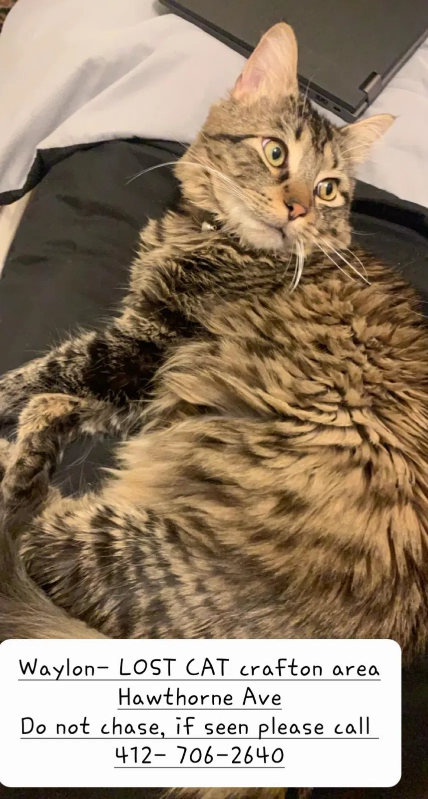 Lost cat in Pittsburgh, PA, 15205