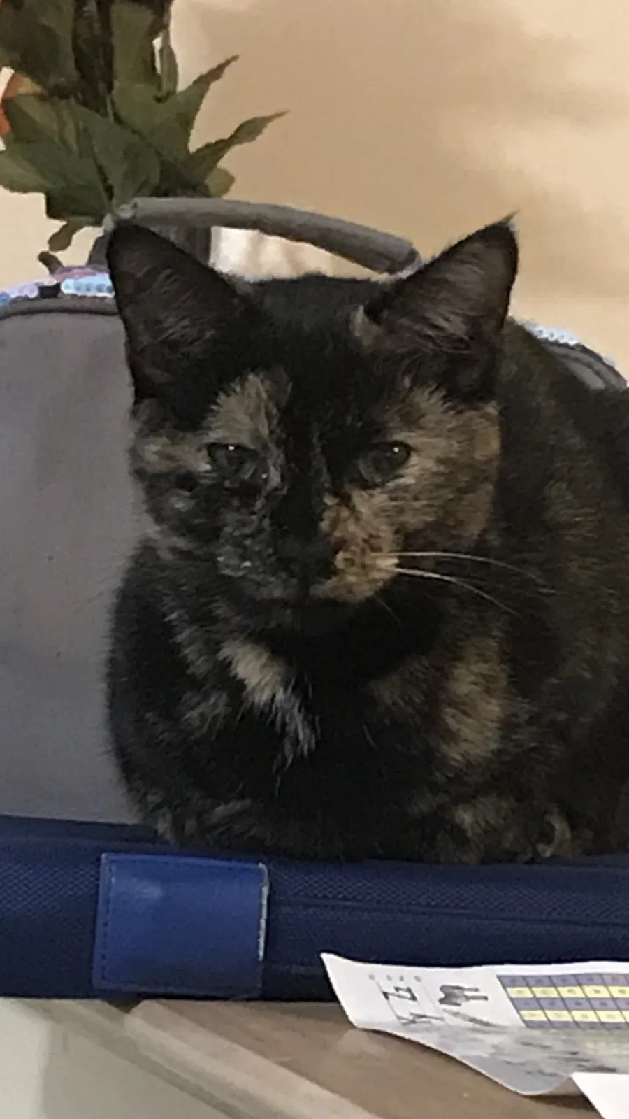 Lost cat in Stewartstown, PA, 17363