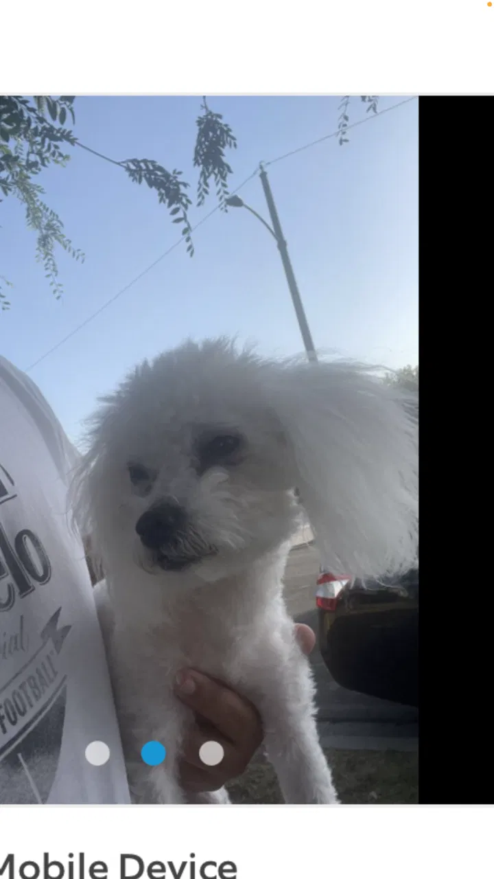 Lost dog in Anaheim, CA, 92802