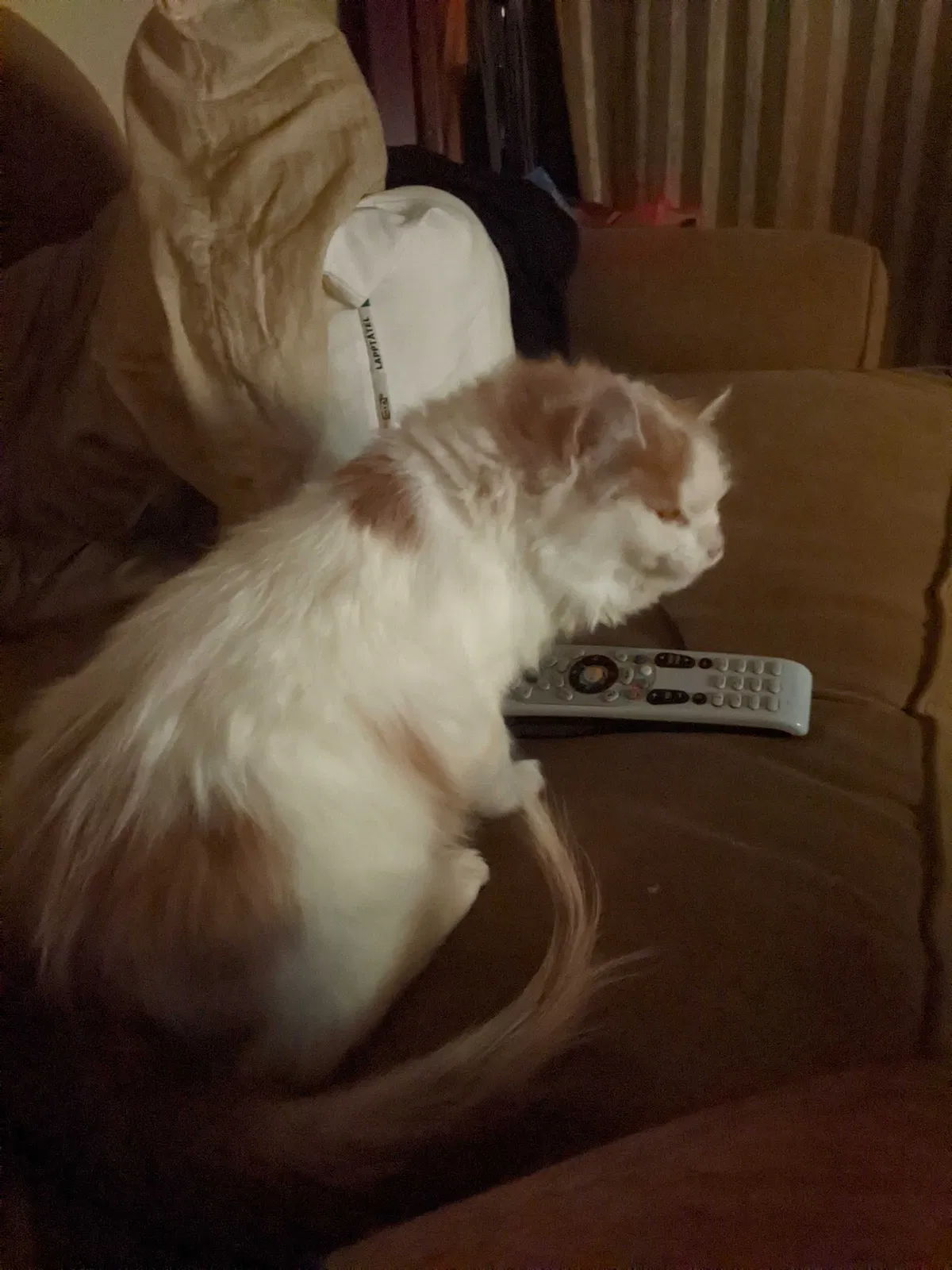 Lost cat in Unknown, CA, 94033