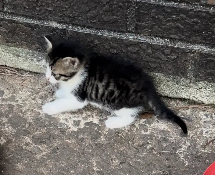 Lost cat in Jonesboro, GA, 30238