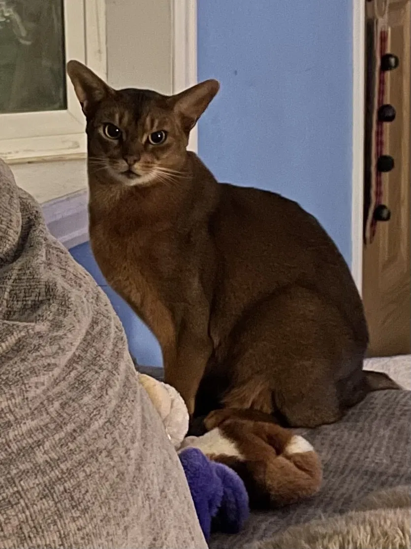 Lost cat in Bennett, CO, 80102