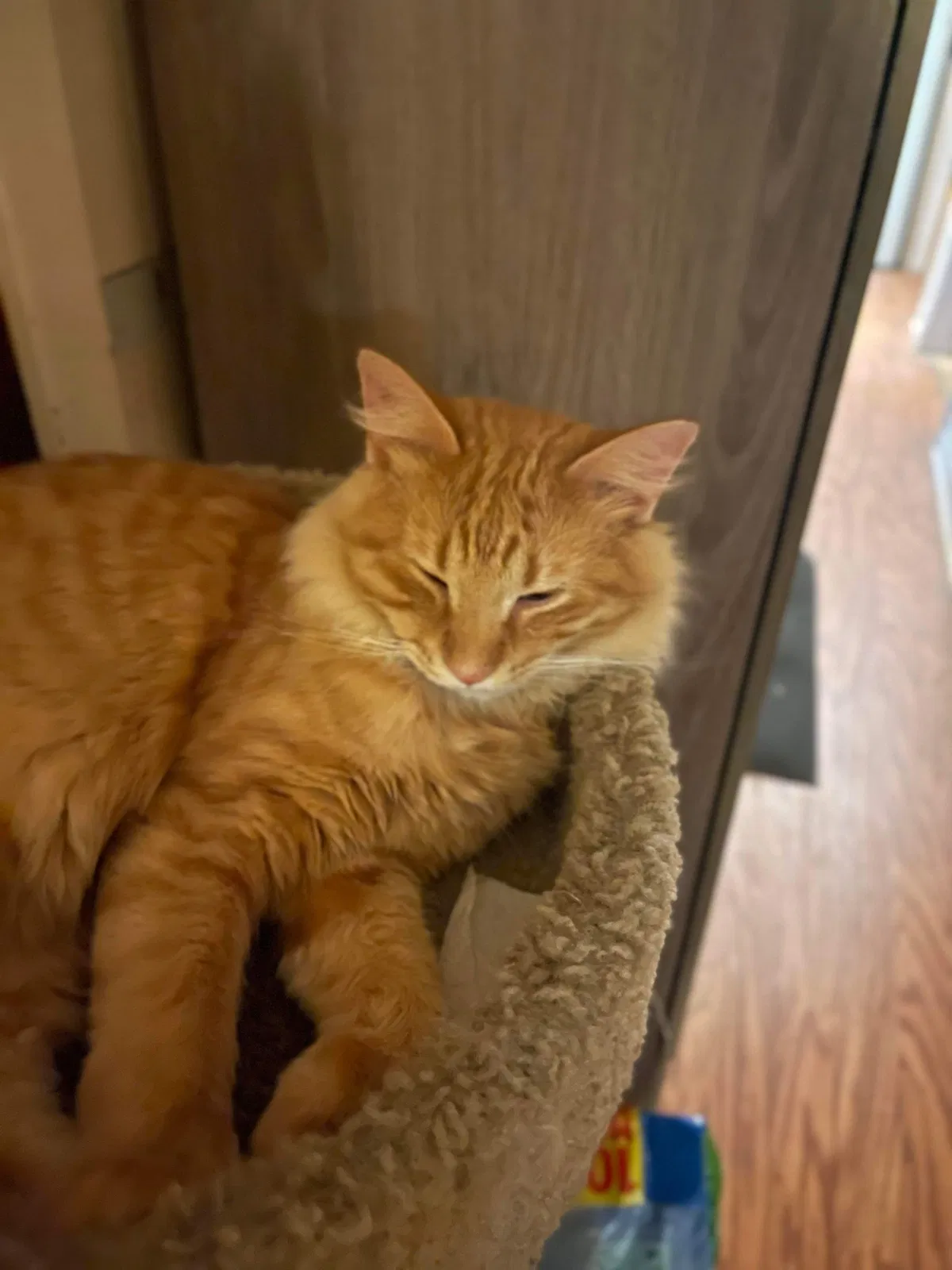 Lost cat in Lake City, AR, 72437