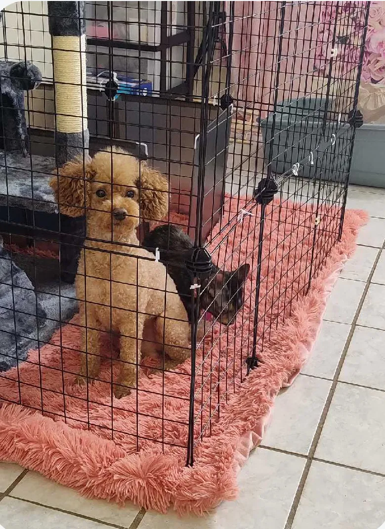 Lost dog in Atlanta, GA, 30349