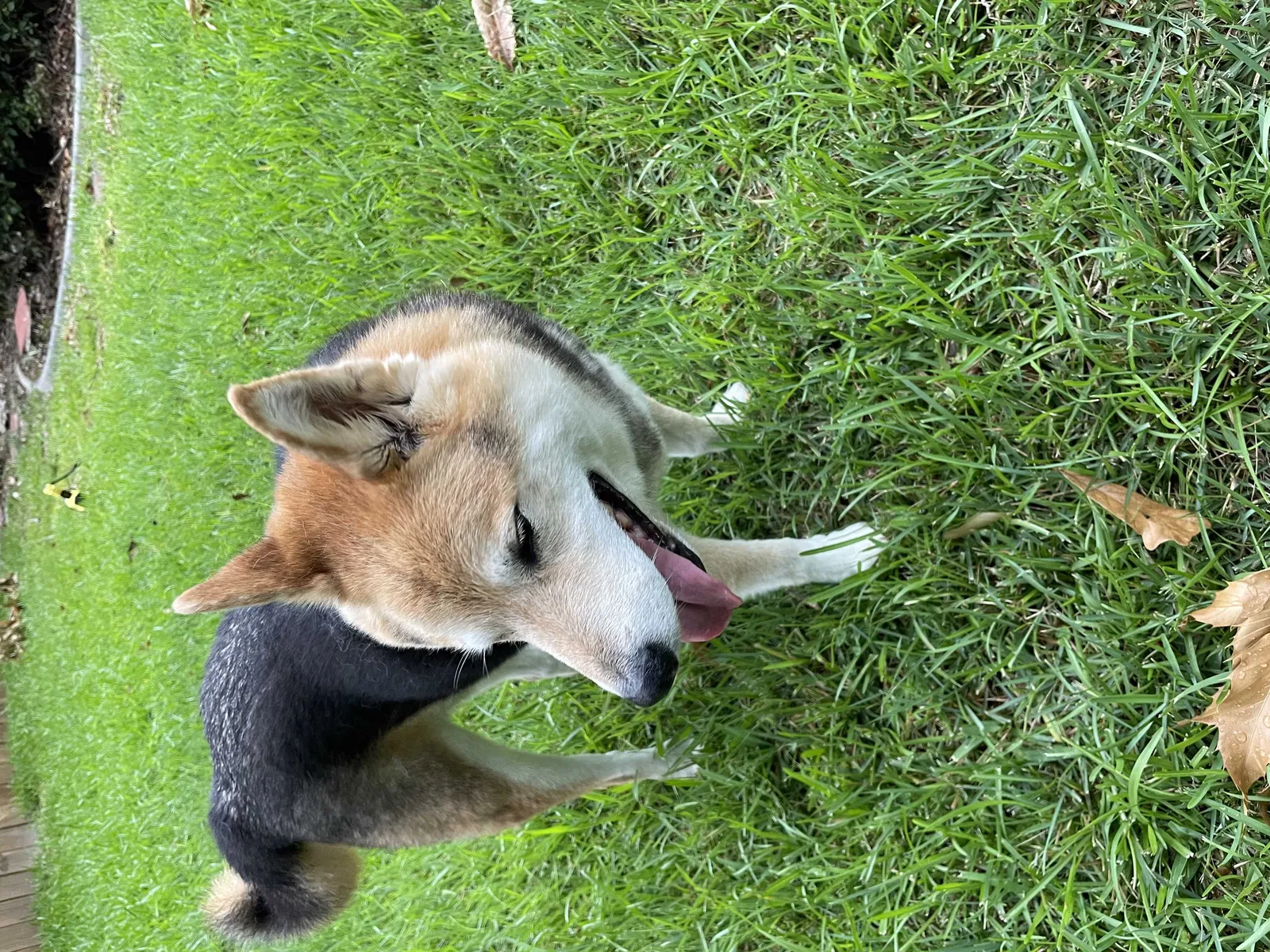 Found dog in Mandeville, LA, 70448