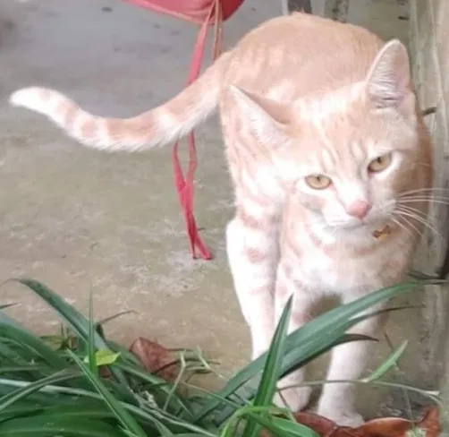Lost cat in Theodore, AL, 36582