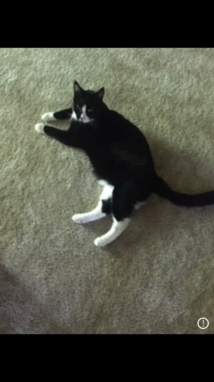 Lost cat in Winston Salem, NC, 27127