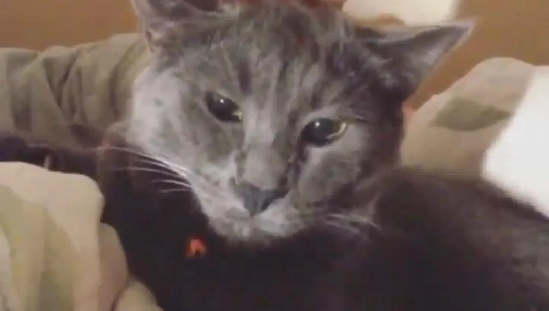 Lost cat in Austin, TX, 78759