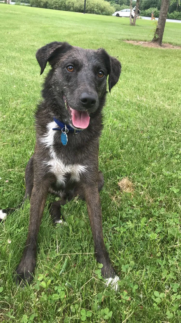 Lost dog in Milwaukee, WI, 53214
