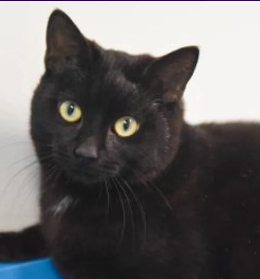 Lost cat in Batavia, OH, 45103