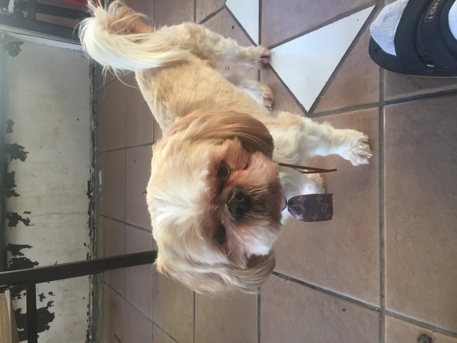 Lost dog in Pompano Beach, FL, 33067