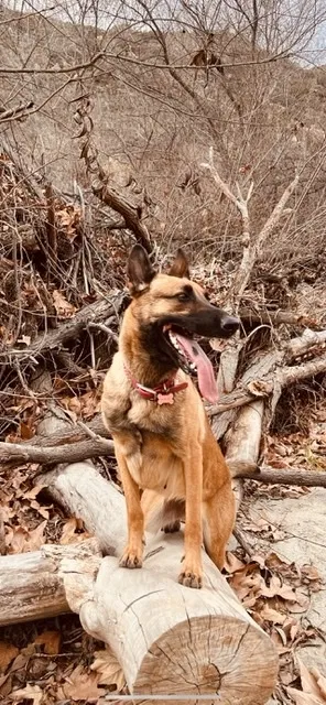 Lost dog in Fallbrook, CA, 92028