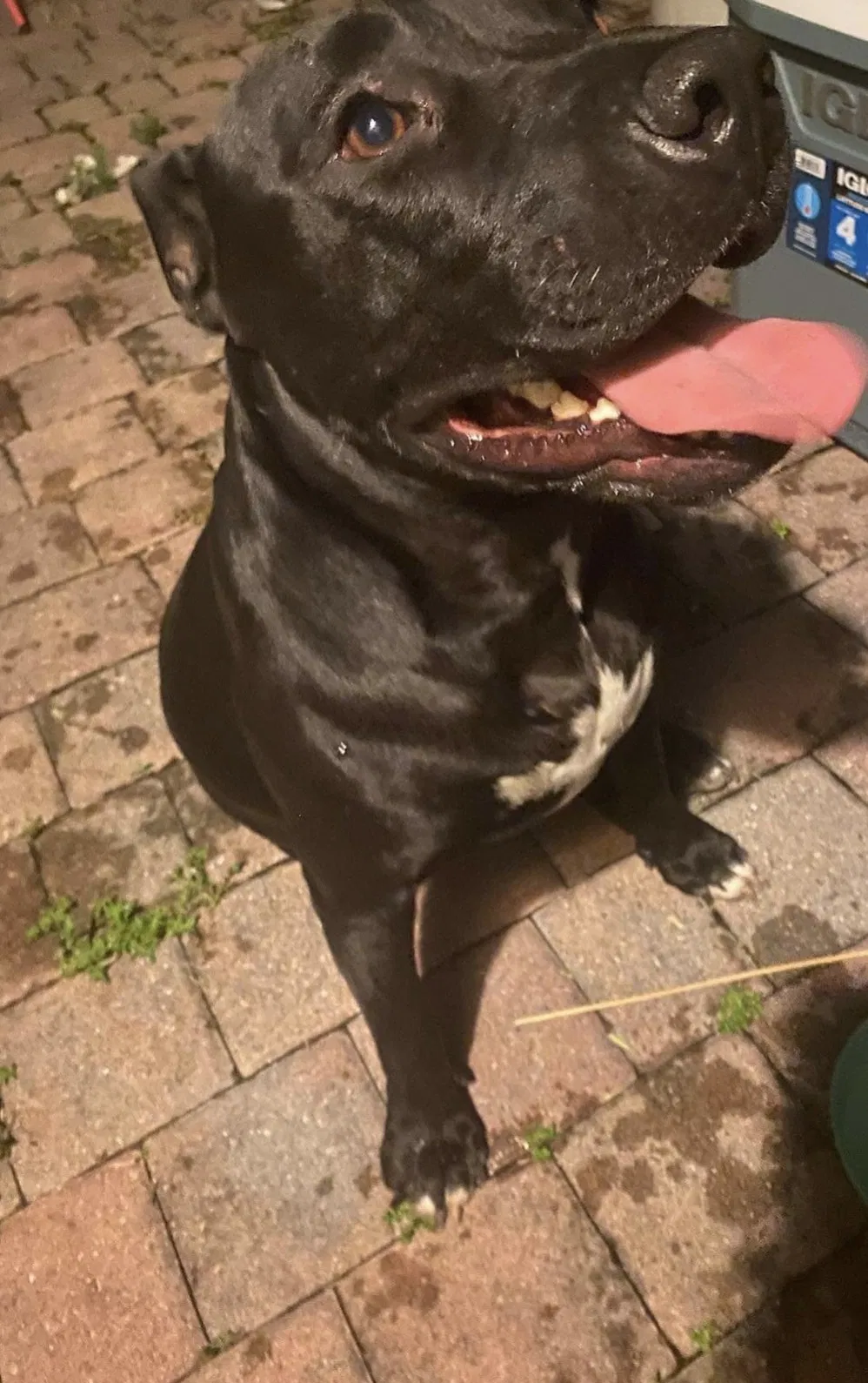 Lost dog in Miami, FL, 33196