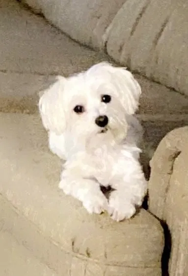 Lost dog in Belton, TX, 76513