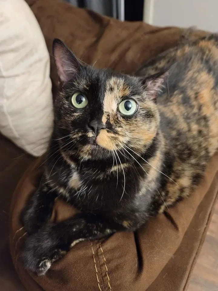 Lost cat in Gainesville, FL, 32609