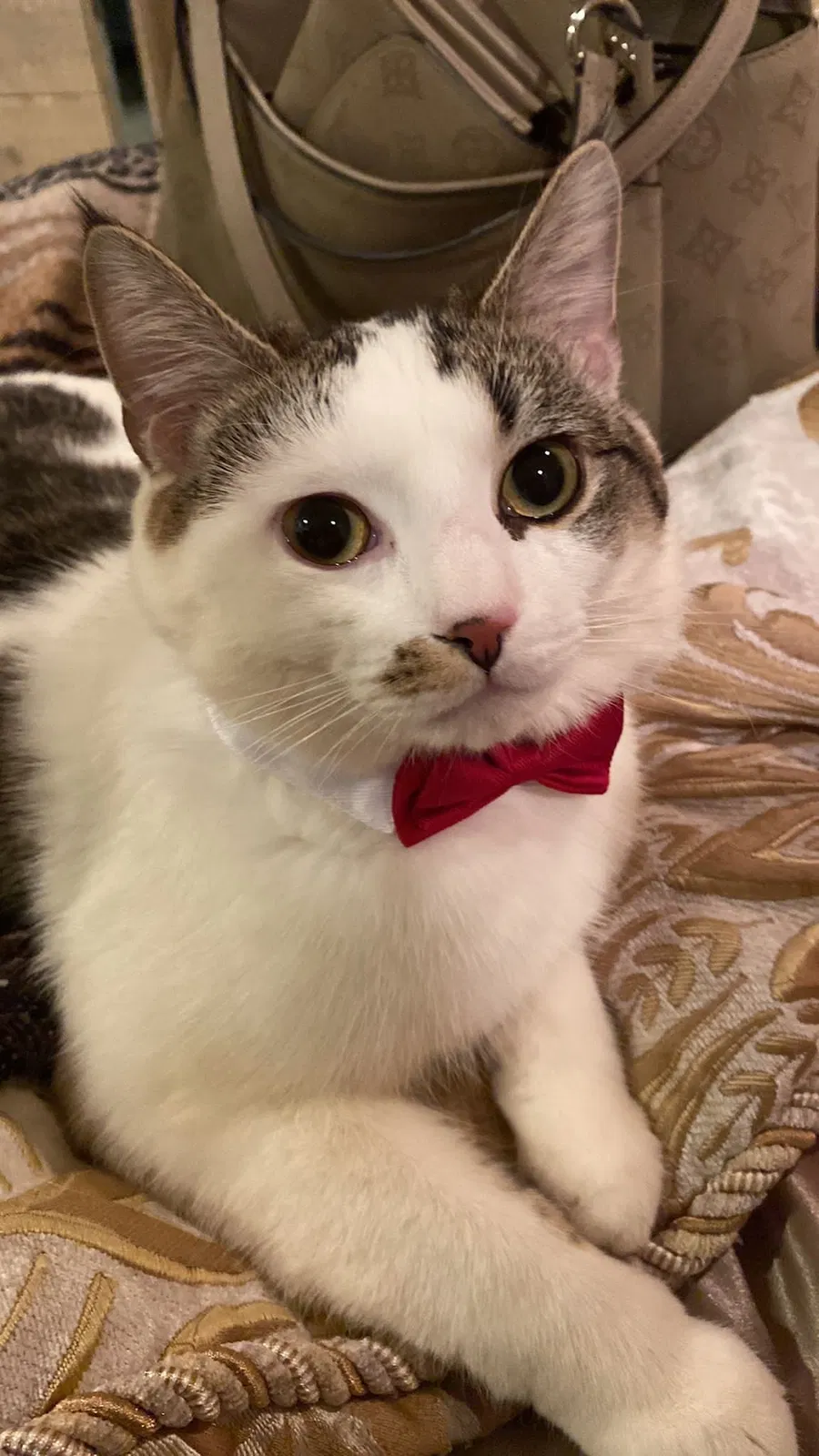 Lost cat in Greensboro, NC, 27455