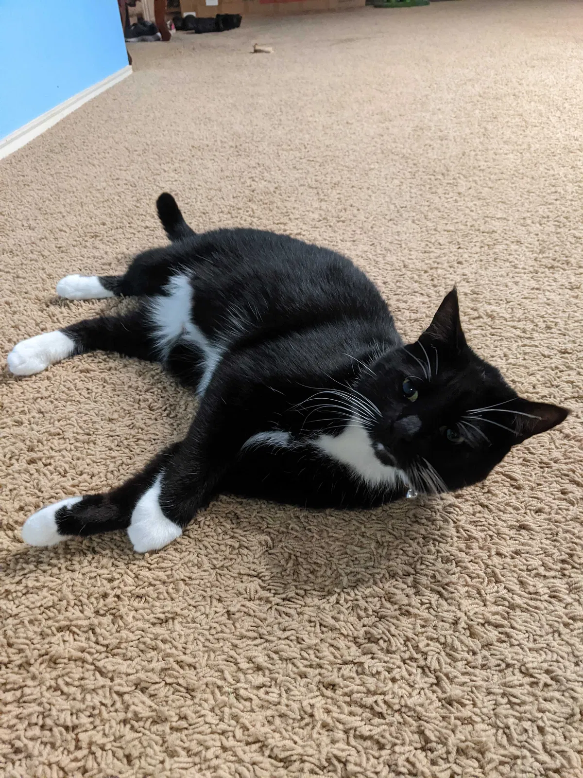 Lost cat in Austin, TX, 78728