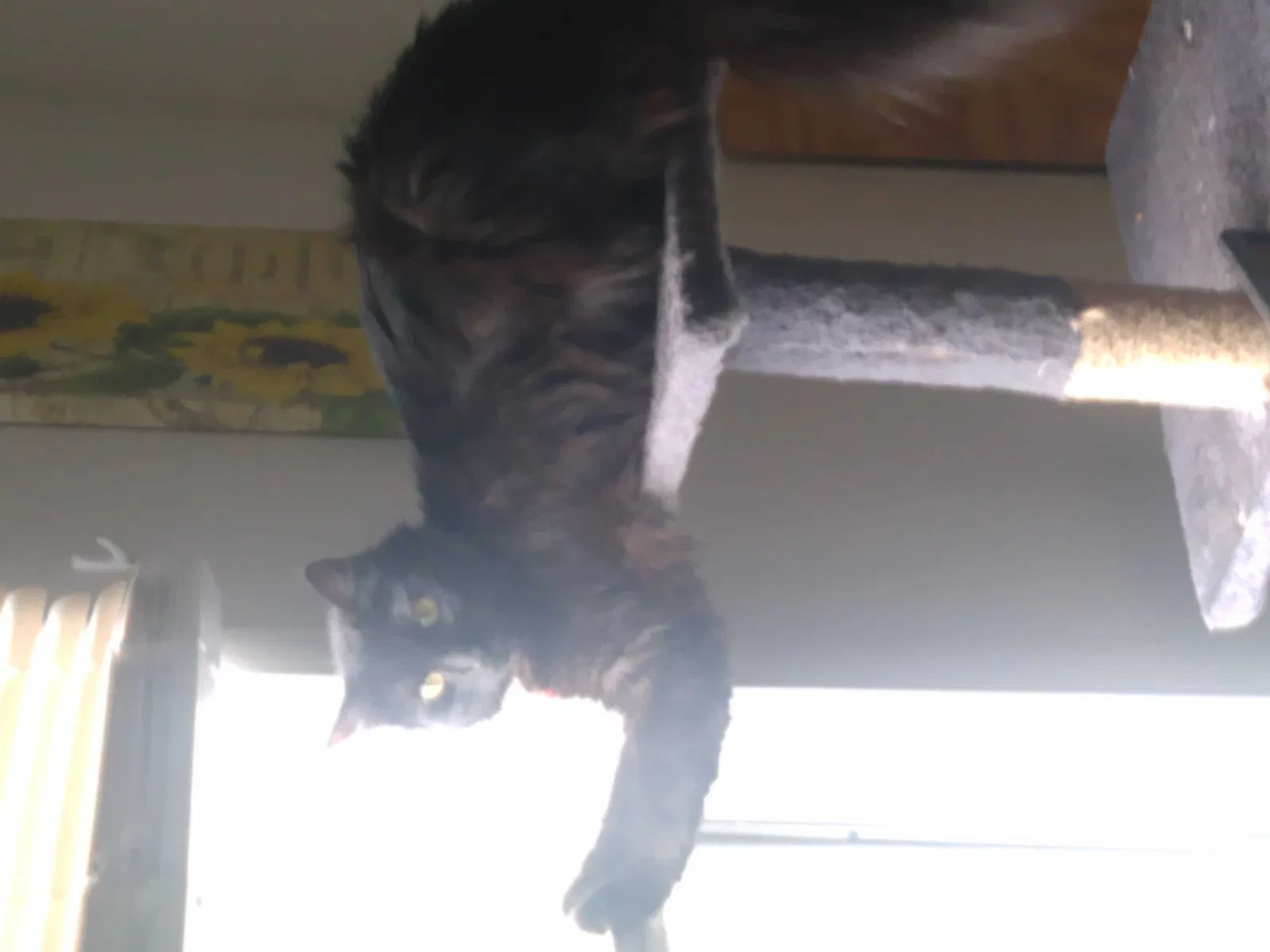 Lost cat in Phenix City, AL, 36870