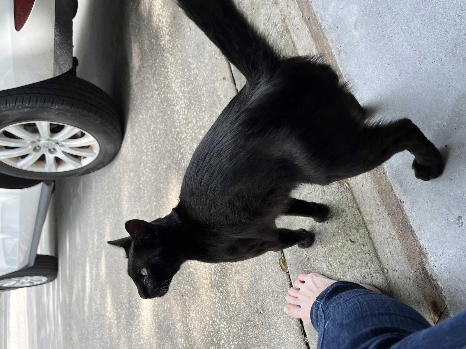 Found cat in Lutz, FL, 33559