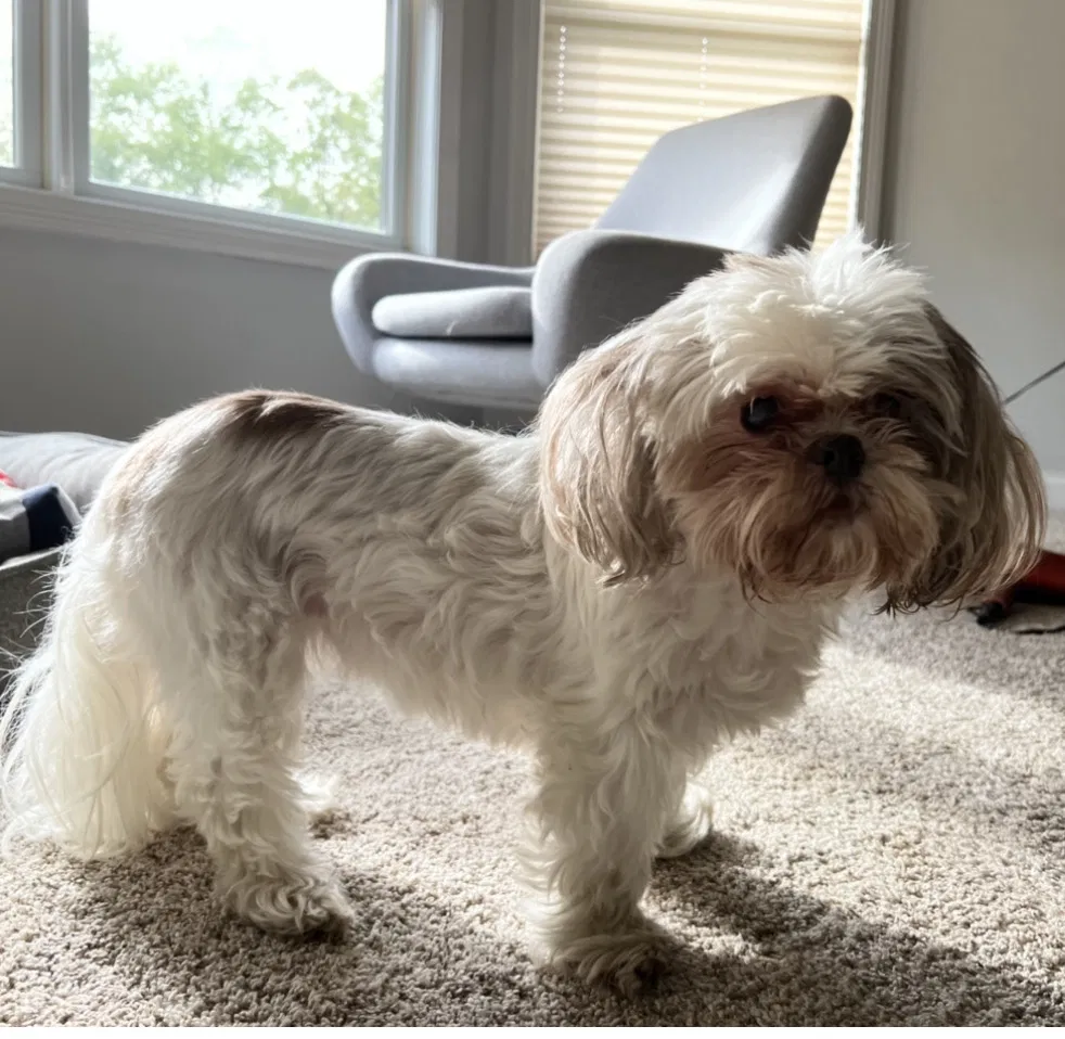 Lost dog in Elkhart, IN, 46514