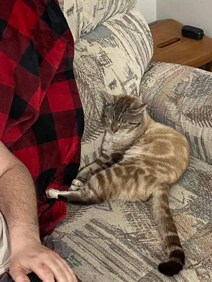 Lost cat in West Warwick, RI, 2893