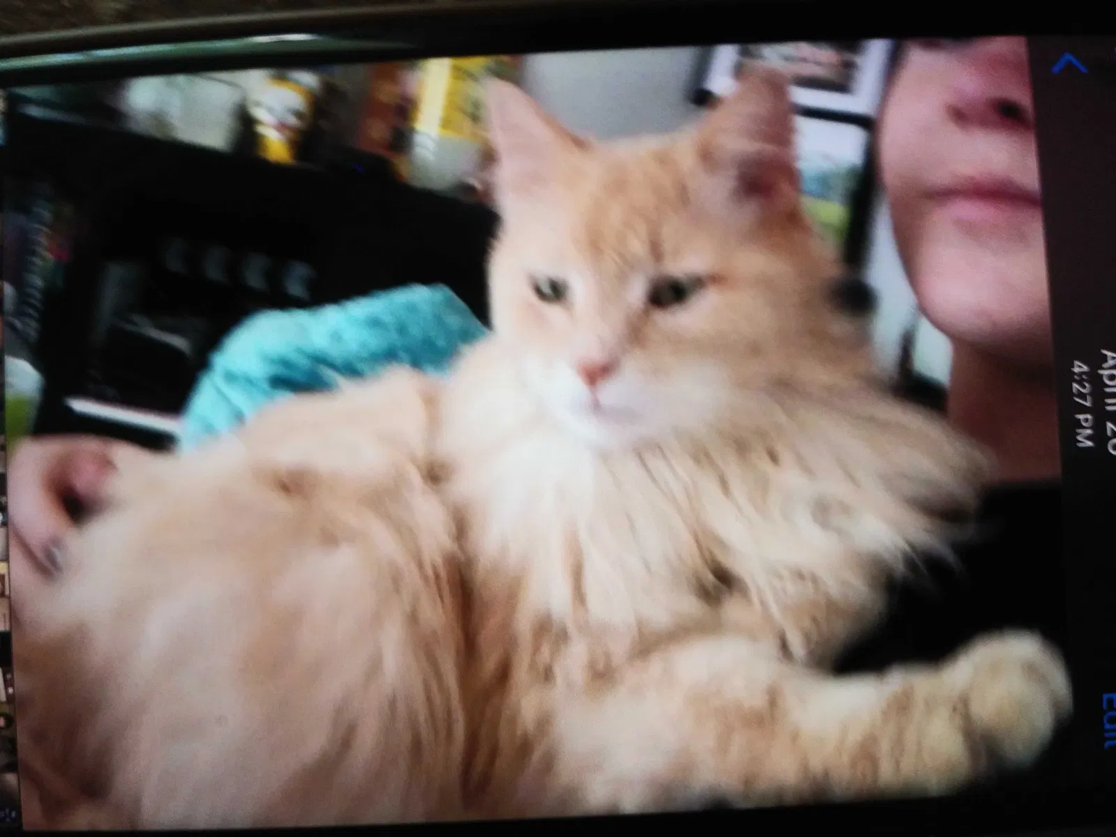 Lost cat in Brownsburg, IN, 46112