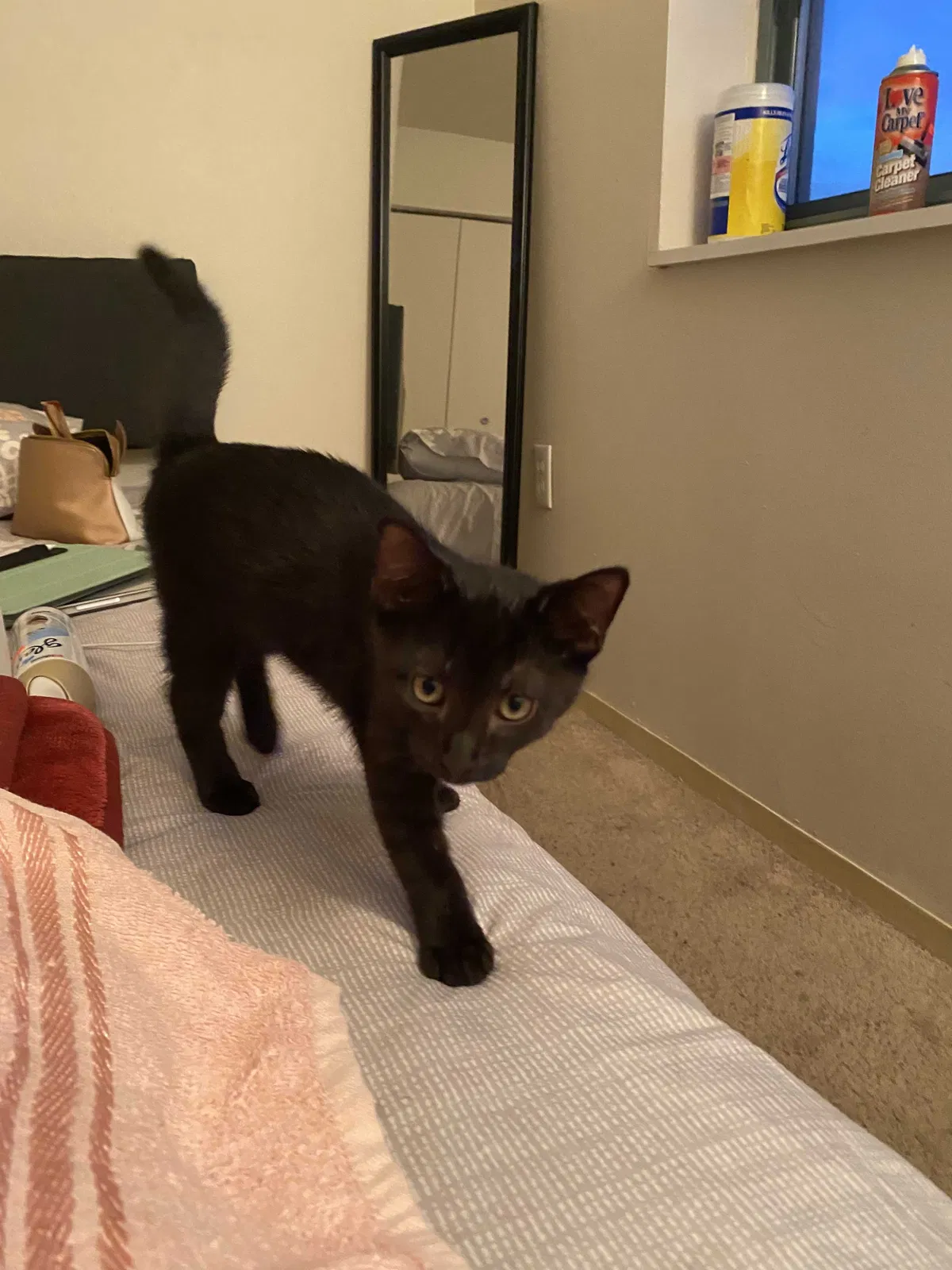 Lost cat in Corona, NY, 11368