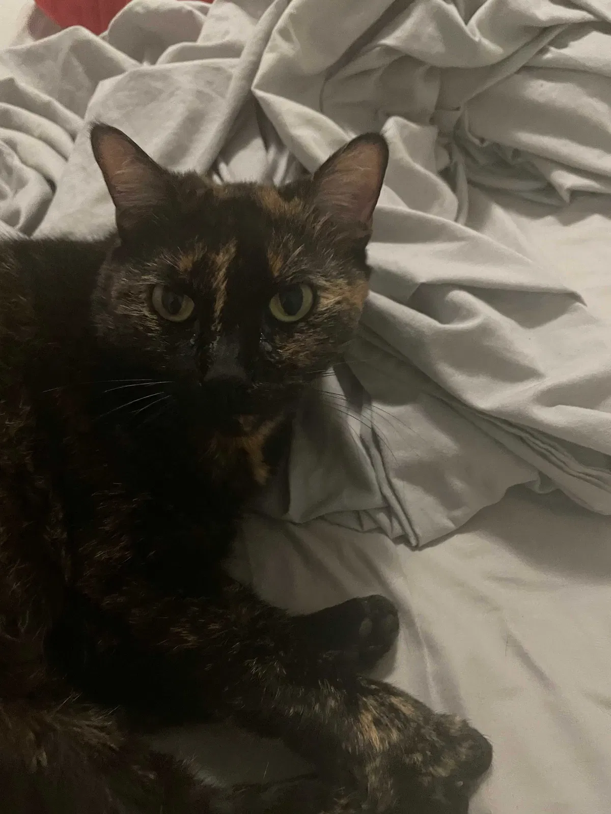 Lost cat in Trenton, NJ, 8611
