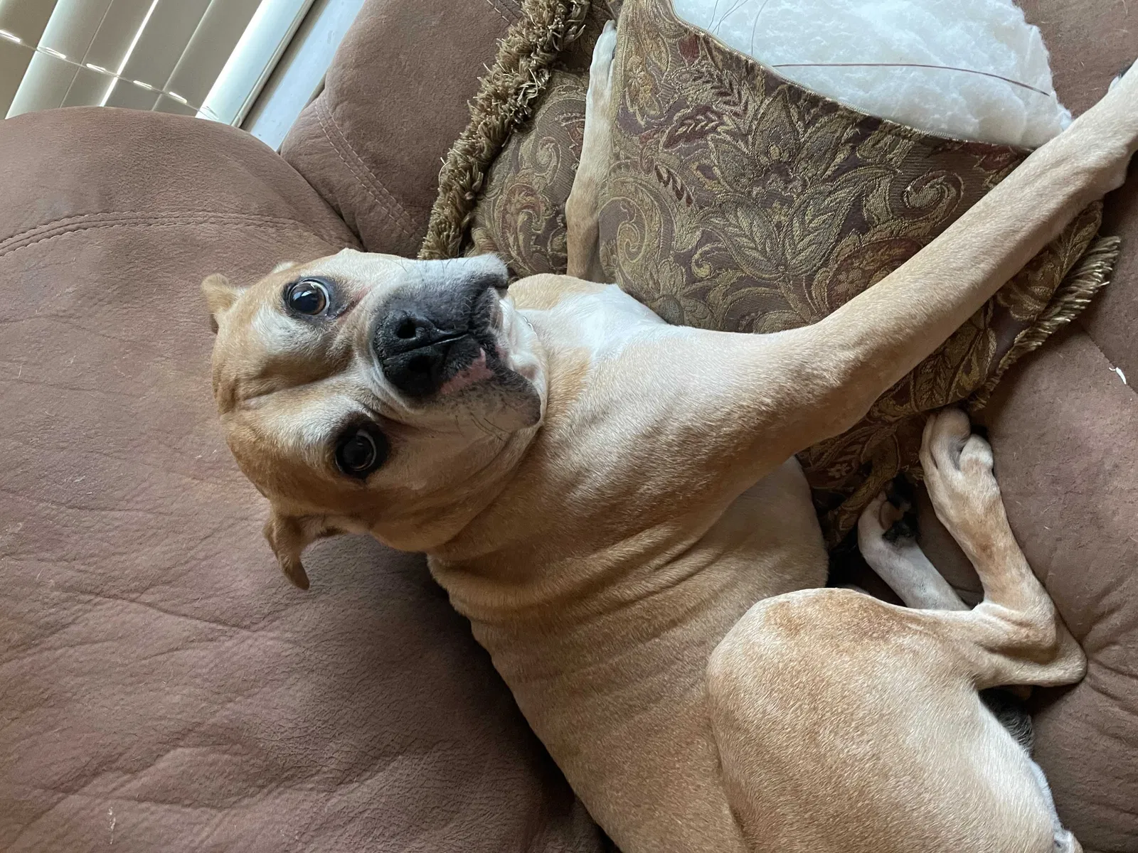 Lost dog in San Antonio, TX, 78230