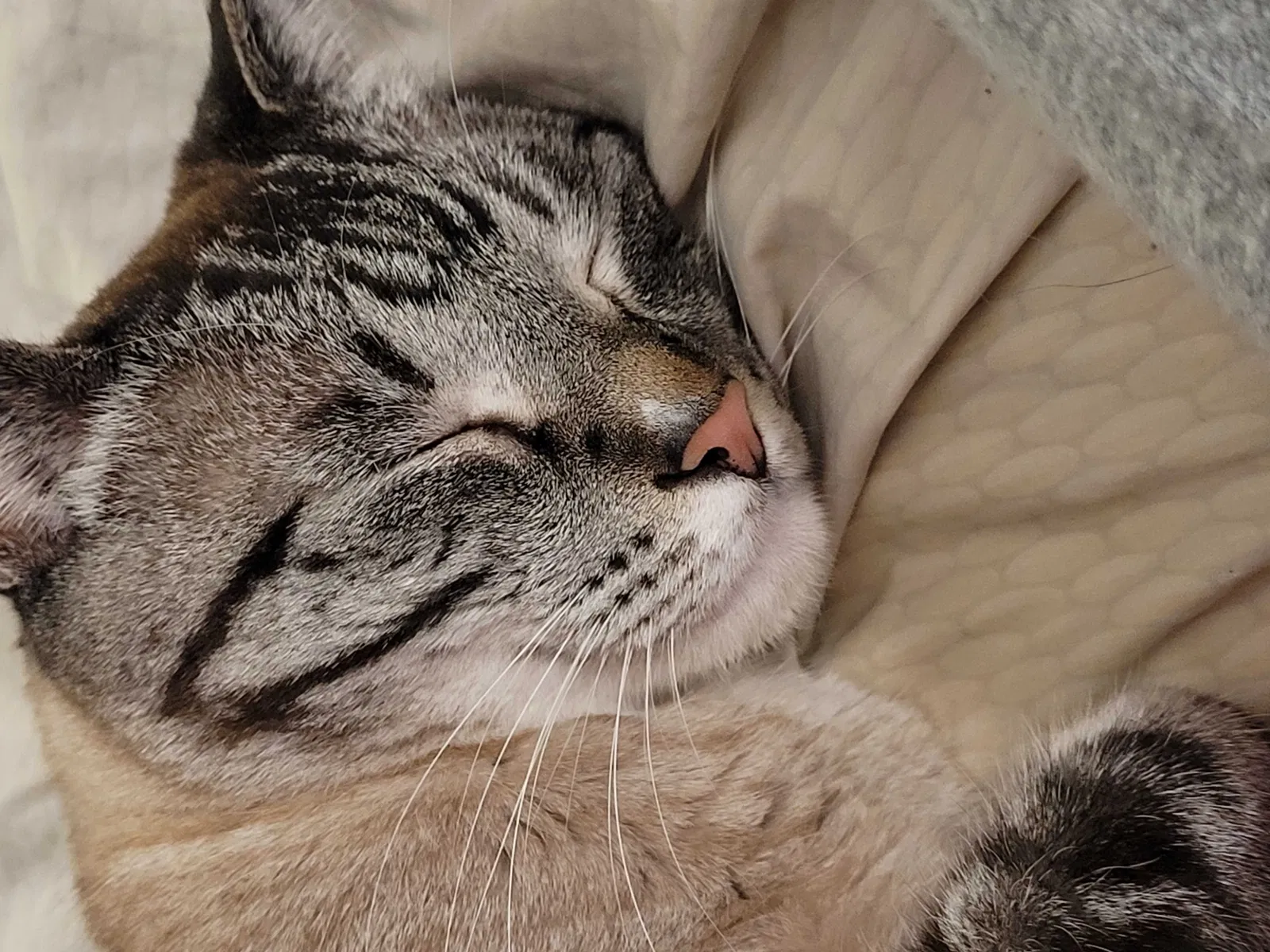 Lost cat in Littleton, CO, 80128