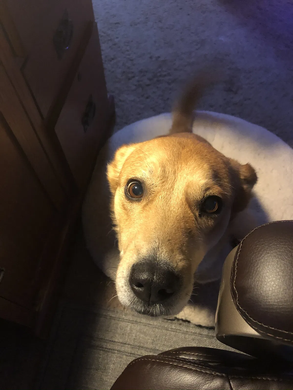 Lost dog in Rio Rancho, NM, 87144