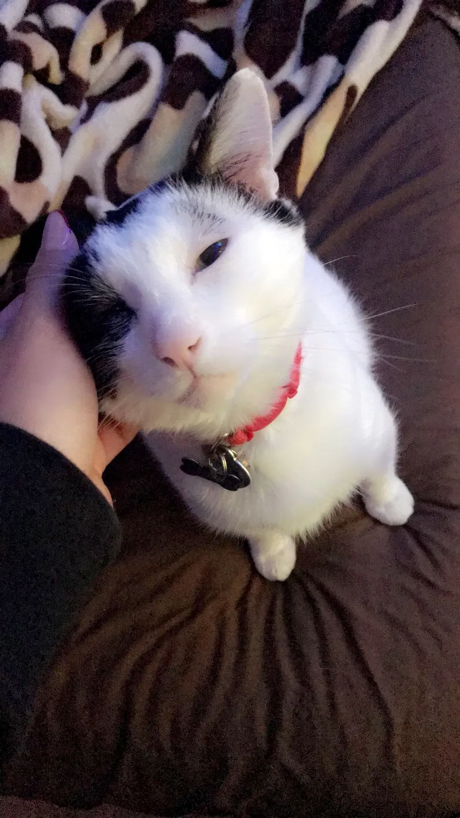 Lost cat in Murfreesboro, TN, 37129