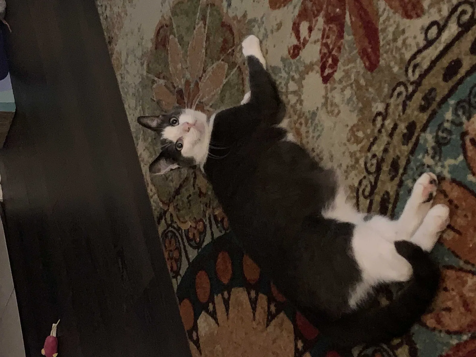 Lost cat in Deland, FL, 32720